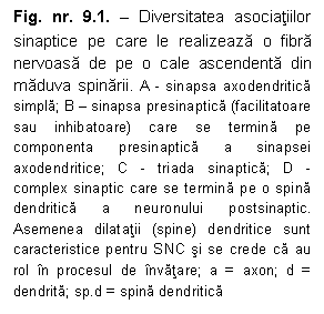 Text Box: Fig. nr. 9.1. – Diversitatea asociatiilor sinaptice pe care le realizeaza o fibra nervoasa de pe o cale ascendenta din maduva spinarii. A - sinapsa axodendritica simpla; B – sinapsa presinaptica (facilitatoare sau inhibatoare) care se termina pe componenta presinaptica a sinapsei axodendritice; C - triada sinaptica; D - complex sinaptic care se termina pe o spina dendritica a neuronului postsinaptic. Asemenea dilatatii (spine) dendritice sunt caracteristice pentru SNC si se crede ca au rol in procesul de invatare; a = axon; d = dendrita; sp.d = spina dendritica