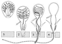 Nematocyst discharge: A dormant nematocyst (1) discharges its stinging aparatus in response to nearby prey (2-3), leaving a barbed stinging filament (4) with which to draw in the prey.