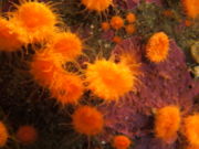Orange cup coral (Balanophyllia elegans)