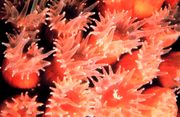 Close photo of Montastrea cavernosa polyps