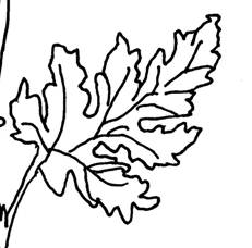 https://www.casutacopiilornostri.net/wp-content/uploads/2008/11/crizantema-plansa-de-colorat.jpg
