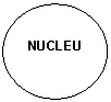 Oval: NUCLEU
