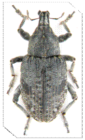 K:bothynoderes_punctiventris.jpg