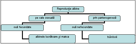 Organization Chart