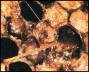 larva moarta filanta