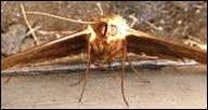 fluturele Cap de mort