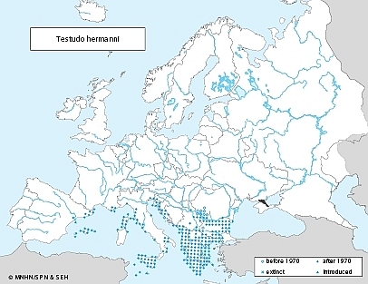 distributie testoasa