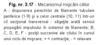 Text Box: Fig. nr. 3.17 - Mecanismul miscarii cililor
A - dispunerea perechilor de filamente tubulare periferice (1-9) si a celor centrale (10, 11) intr-un cil sectionat transversal - sagetile arata sensul propagarii impulsului in sistemul de filamente; B, C, D, E, F - pozitii succesive ale cilului in cursul unui ciclu de miscare; + = contractie; - = relaxare
