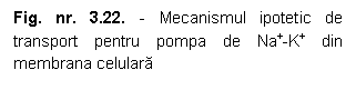 Text Box: Fig. nr. 3.22. - Mecanismul ipotetic de transport pentru pompa de Na+-K+ din membrana celulara

