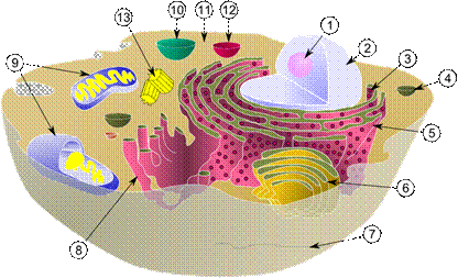 File:Biological cell.svg