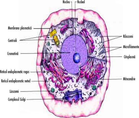 structura