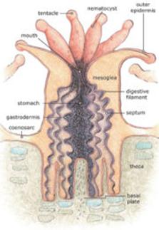 Anatomy of a coral polyp. Click to enlarge.