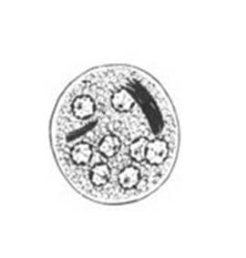 E_coli_cyst_draw2