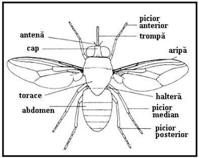 Крылья мухи схема. Строение двукрылых насекомых. Муха (насекомое) строение. Двукрылые Diptera внешнее строение. Внутреннее строение двукрылых насекомых.