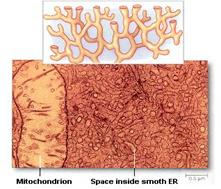 C:Documents and SettingsUserMy DocumentsMy Picturessmooth-endoplasmic-reticulum.jpg