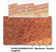 C:Documents and SettingsUserMy DocumentsMy Picturesrough-endoplasmic-reticulum.jpg