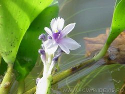 Eichhornia azurea