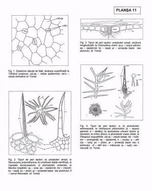 Tesuturile Tesuturi Meristematice Meristeme Histologie