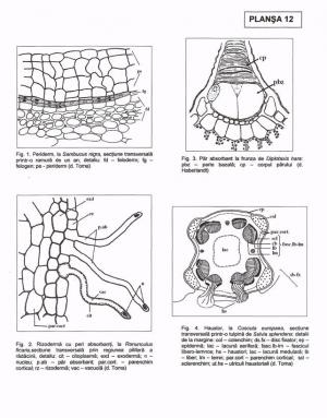 Tesuturile Tesuturi Meristematice Meristeme Histologie