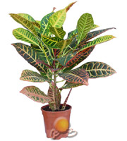 Codiaeum Croton