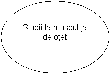 Oval: Studii la musculita de otet 
