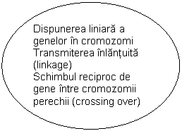 Oval: Dispunerea liniara a genelor in cromozomi
Transmiterea inlantuita (linkage)
Schimbul reciproc de gene intre cromozomii perechii (crossing over)
