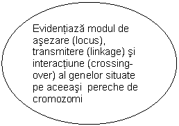 Oval: Evidentiaza modul de asezare (locus), transmitere (linkage) si interactiune (crossing-over) al genelor situate pe aceeasi  pereche de cromozomi