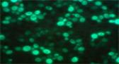 Green Fluorescent Protein