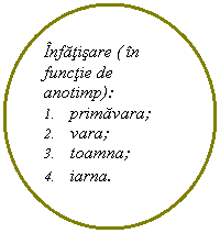 Oval: Infatisare ( in functie de anotimp):
1.	primavara;
2.	vara;
3.	toamna;
4.	iarna.
