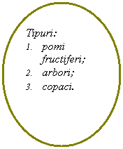 Oval: Tipuri:
1.	pomi fructiferi;
2.	arbori;
3.	copaci.
