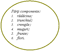 Oval: Parti componente:
1.	radacina;     
2.	trunchiul;
3.	crengile;
4.	muguri;
5.	frunze;
6.	flori.


