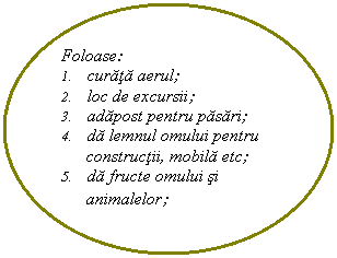 Oval: Foloase:
1. curata aerul;
2. loc de excursii;
3. adapost pentru pasari;
4. da lemnul omului pentru constructii, mobila etc;
5. da fructe omului si animalelor;
