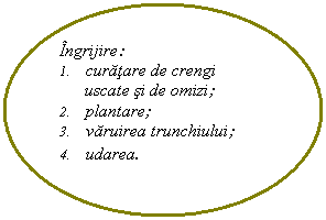 Oval: Ingrijire:
1.	curatare de crengi uscate si de omizi;
2.	plantare;
3.	varuirea trunchiului;
4.	udarea.
