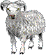 Sheep Md V Clipart