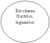 Oval: Recoltarea fructelor, legumelor