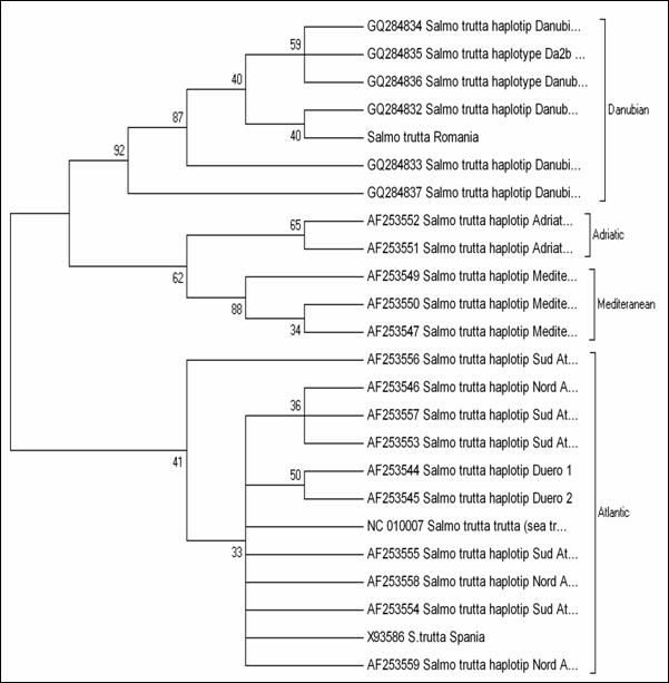 C:Documents and SettingsAdinaDesktopArbore Strutta_ME2.TIF