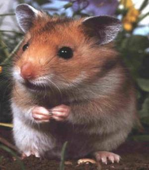 pierdere în greutate de hamster vechi