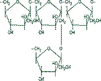 Levan Structure