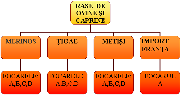 Organization Chart