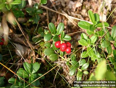 Photo: Vaccinium vitis idaea 6.