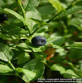 Photo: Vaccinium myrtillus 12.