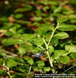 Photo: Vaccinium myrtillus 5.