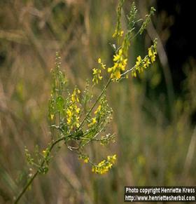 Photo: Melilotus officinalis.