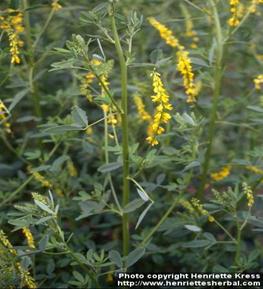 Photo: Melilotus officinalis 3.