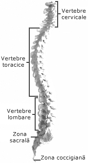 miscarile coloanei vertebrale