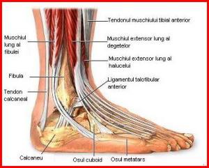 După o gleznă spartă, articulația genunchiului dăunează - Diagnosticare 