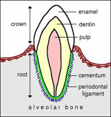 toothdiagram[1]