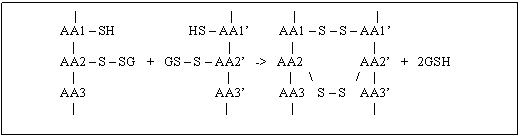 Text Box: | | | |
 AA1 - SH HS - AA1' AA1 - S - S - AA1'
 | | | |
 AA2 - S - SG + GS - S - AA2' -> AA2 AA2' + 2GSH
 | | | / |
 AA3 AA3' AA3 S - S AA3' 
 | | | |

