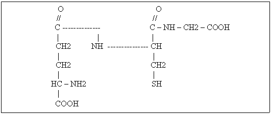 Text Box: O O
 // // 
C ----- ----- ---- C - NH - CH2 - COOH 
 | | |
 CH2 NH ----- ----- ----- CH
 | | 
 CH2 CH2
 | |
 HC - NH2 SH
 | 
 COOH
