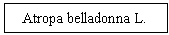 Text Box:   Atropa belladonna L.